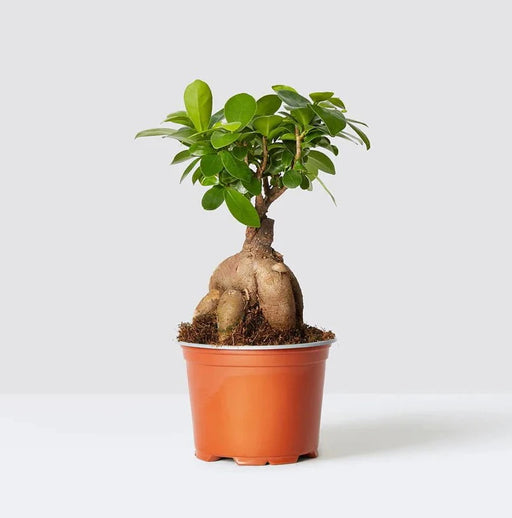 Ficus Ginseng Bonsai 25 – 30cm - Greensouq - 