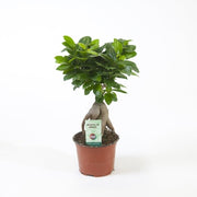 Ficus Ginseng Bonsai 25 – 30cm - Greensouq - 