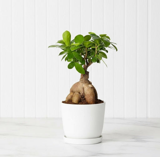 Ficus Ginseng Bonsai 25 – 30cm - Greensouq - 