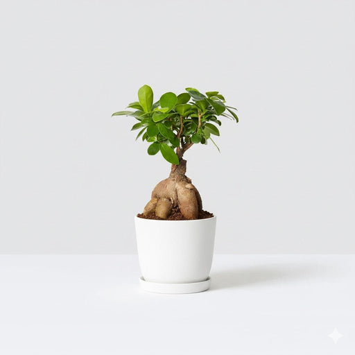 Ficus Ginseng Bonsai 25 – 30cm - Greensouq - 
