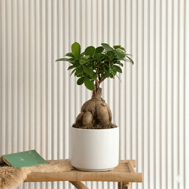 Ficus Ginseng Bonsai 25 – 30cm | Dubai Top Houseplants! - Greensouq - 