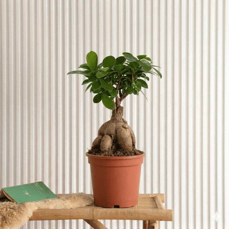 Ficus Ginseng Bonsai 25 – 30cm | Dubai Top Houseplants! - Greensouq - 