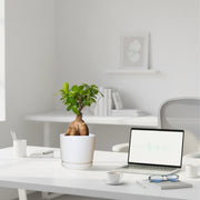 Ficus Ginseng Bonsai 25 – 30cm in Ceramic Pot - Greensouq - 