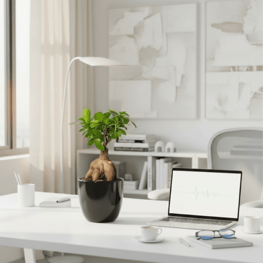 Ficus Ginseng Bonsai 25 – 30cm in Ceramic Pot - Greensouq - 