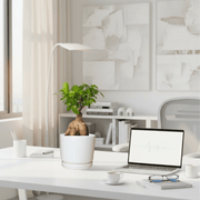 Ficus Ginseng Bonsai 25 – 30cm in Ceramic Pot - Greensouq - 