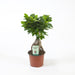 ficus ginseng bonsai