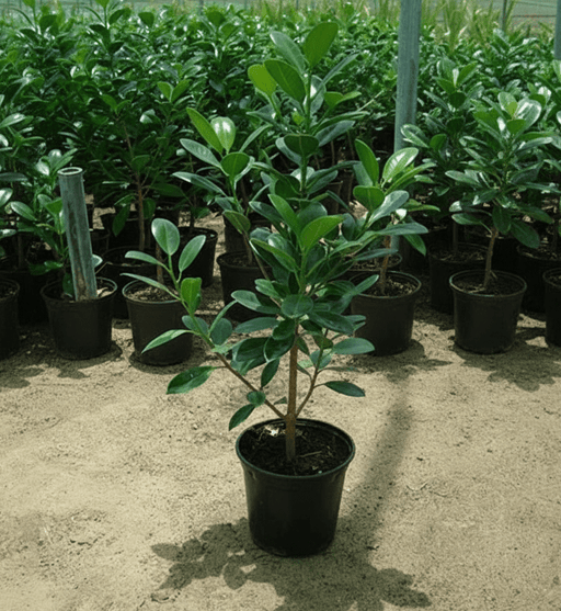 Ficus Hawaii "Green Island" - Greensouq - 