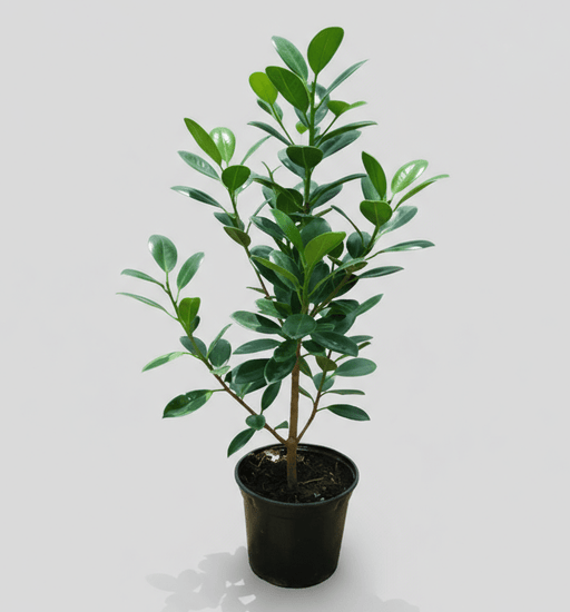 Ficus Hawaii "Green Island" - Greensouq - 