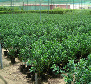 Ficus Hawaii "Green Island" - Greensouq - 