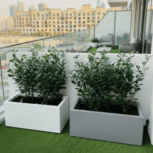 Ficus Hawaii "Green Island" in Grp pot 70x30x30 - Greensouq - 