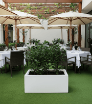 Ficus Hawaii "Green Island" in Grp pot 70x30x30 - Greensouq - 