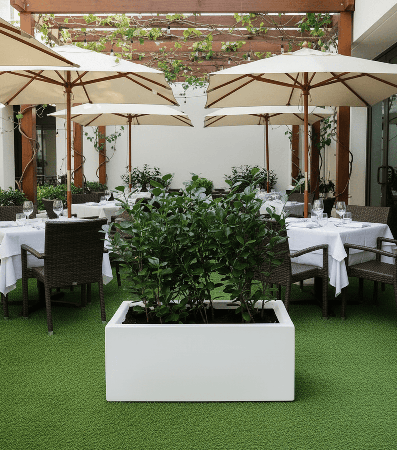 Ficus Hawaii "Green Island" in Grp pot 70x30x30 - Greensouq - 