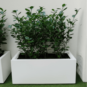 Ficus Hawaii "Green Island" in Grp pot 70x30x30 - Greensouq - 