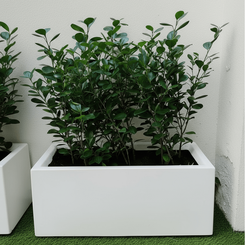 Ficus Hawaii "Green Island" in Grp pot 70x30x30 - Greensouq - 