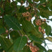 Ficus Infectoria - Virens "White Fig" - Greensouq - 