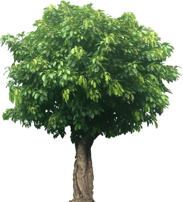 Ficus Infectoria - Virens "White Fig" - Greensouq - 