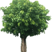 Ficus Infectoria - Virens "White Fig" - Greensouq - 
