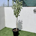 Ficus Infectoria - Virens "White Fig" - Greensouq - 