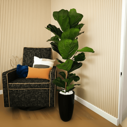 Ficus Lyrata 1.0 - 1.3m "Fiddle Leaf Fig" in Black Ceramic Pot - Greensouq - 