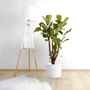 Ficus Lyrata Branched "Fiddle Leaf Fig" 1.2 - 1.5m - Greensouq - 