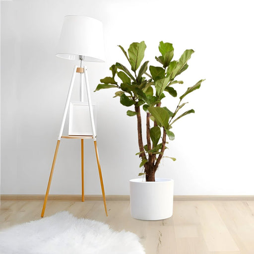 Ficus Lyrata Branched "Fiddle Leaf Fig" 1.2 - 1.5m - Greensouq - 