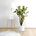 Ficus Lyrata Branched "Fiddle Leaf Fig" 1.2 - 1.5m - Greensouq - 