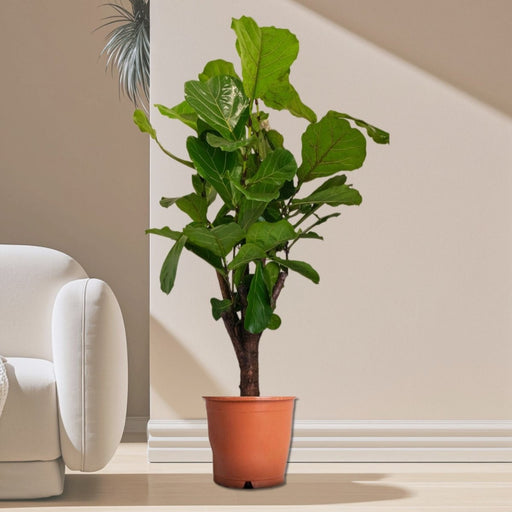 Ficus Lyrata Branched "Fiddle Leaf Fig" 1.2 - 1.5m - Greensouq - 