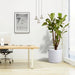 Ficus Lyrata Branched "Fiddle Leaf Fig" 1.2 - 1.5m - Greensouq - 
