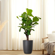 Ficus Lyrata Branched "Fiddle Leaf Fig" 1.2 - 1.5m - Greensouq - 