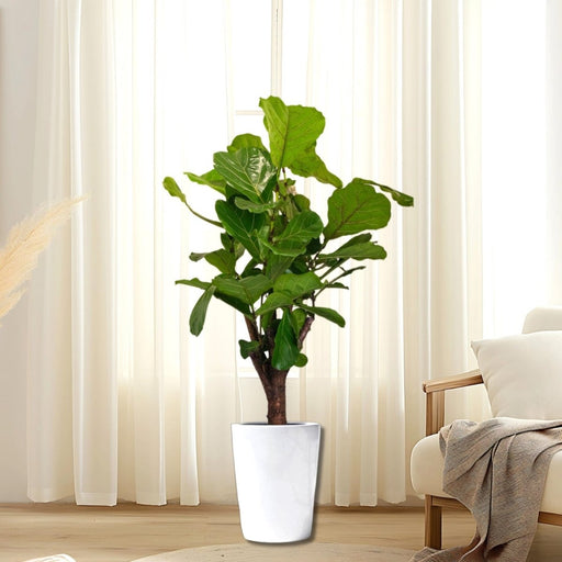 Ficus Lyrata Branched "Fiddle Leaf Fig" 1.2 - 1.5m - Greensouq - 
