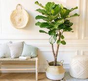 Ficus Lyrata Branched "Fiddle Leaf Fig" 1.2 - 1.5m - Greensouq - 