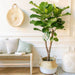Ficus Lyrata Branched "Fiddle Leaf Fig" 1.2 - 1.5m - Greensouq - 