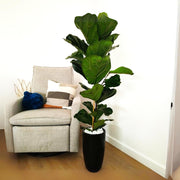 Ficus Lyrata 1.0-1.3m / Fiddle Leaf Fig in Black Ceramic Pot - Greensouq -