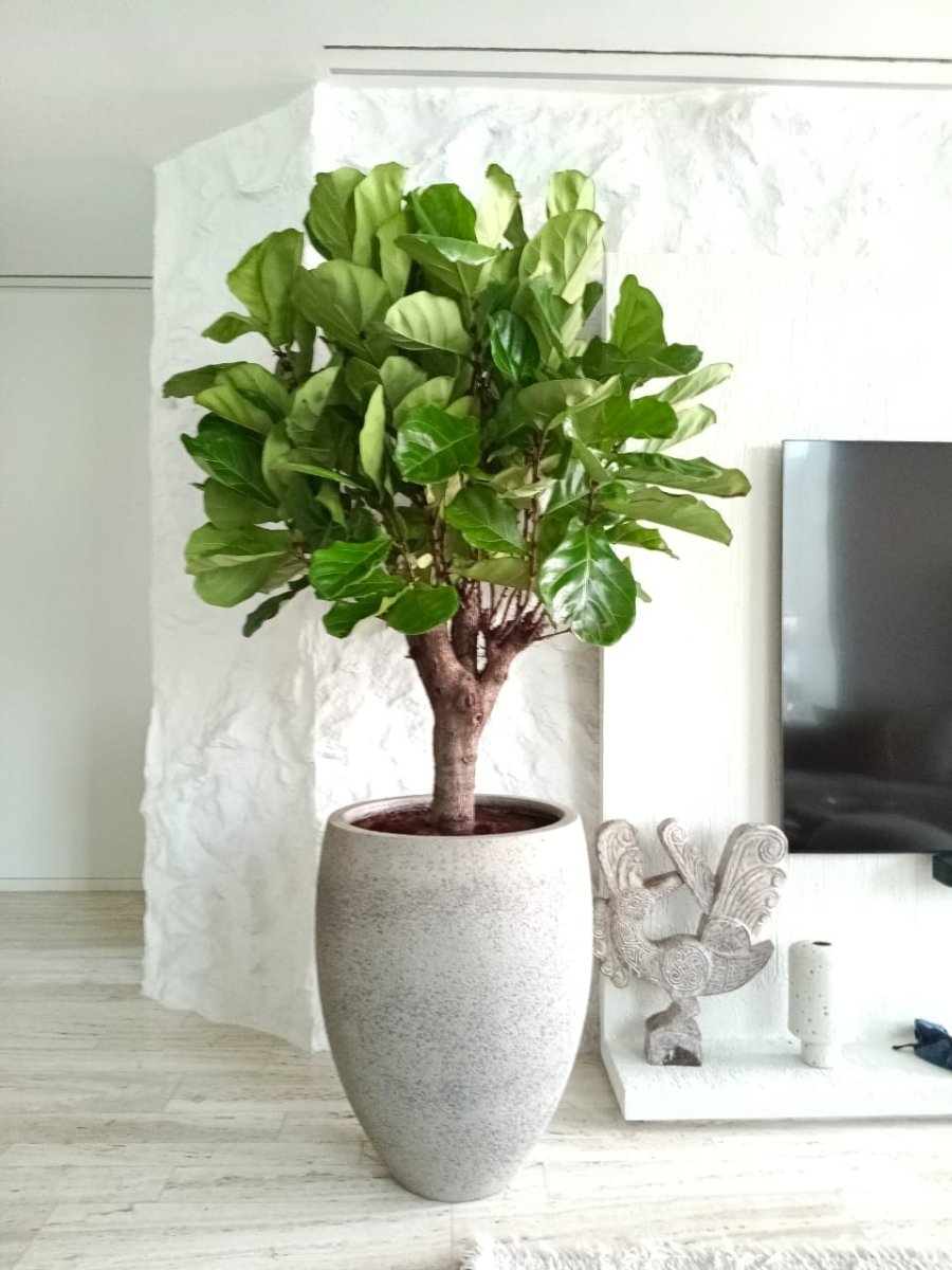 Ficus Lyrata 70-80cm (Cement Potted) | UAE's Lush Greens! — Greensouq