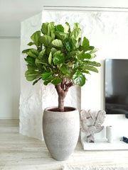 Ficus Lyrata in Cemented GRC Pot 70 - 80cm - Greensouq - 