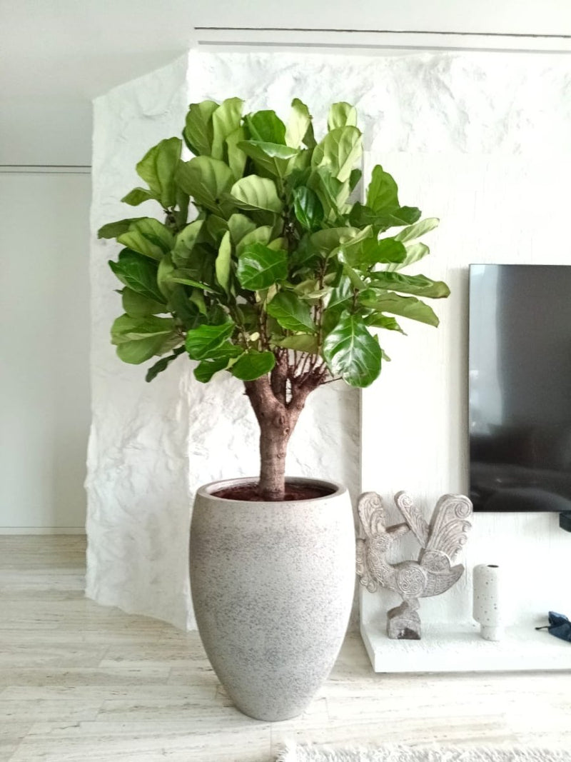 Ficus Lyrata in Cemented GRC Pot 70 - 80cm - Greensouq - 