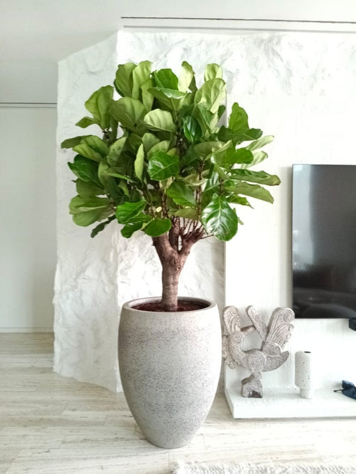 Ficus Lyrata in Cemented GRC Pot 70 - 80cm - Greensouq - 