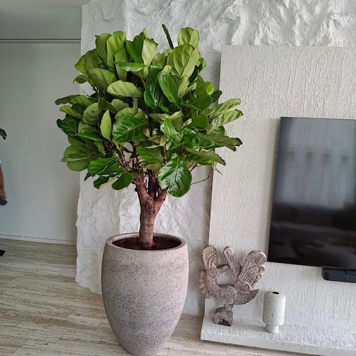 Ficus Lyrata in Cemented GRC Pot 70 - 80cm - Greensouq - 