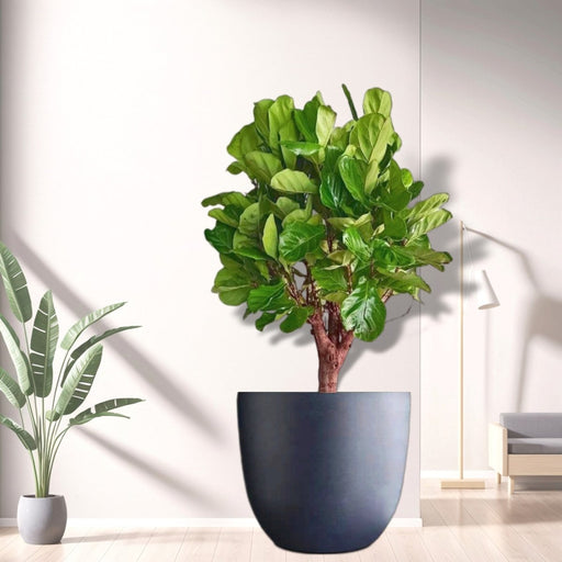 Ficus Lyrata in Gray Fiber Pot - Greensouq - 