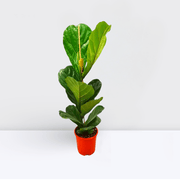 Ficus Lyrata or Fiddle Leaf Fig - Greensouq - 