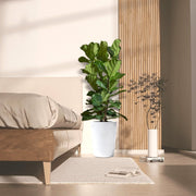 Ficus Lyrata or Fiddle Leaf Fig - Greensouq - 