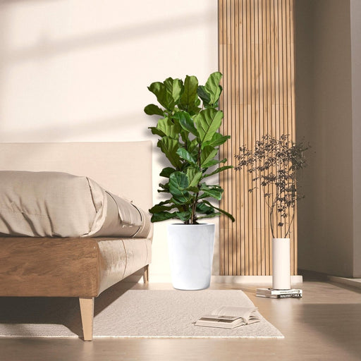 Ficus Lyrata or Fiddle Leaf Fig - Greensouq - 