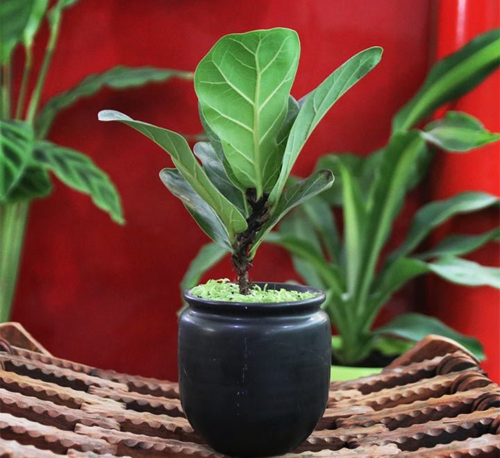 Ficus lyrata or Fiddle leaf Fig 15 - 20cm - Greensouq - 