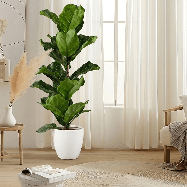 Ficus Lyrata or Fiddle Leaf Fig - Greensouq - 