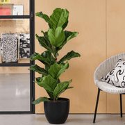 Ficus Lyrata or Fiddle Leaf Fig - Greensouq - 