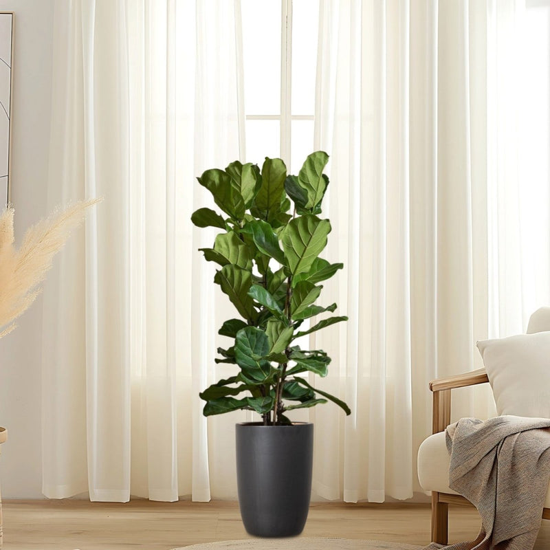 Ficus Lyrata or Fiddle Leaf Fig - Greensouq - 