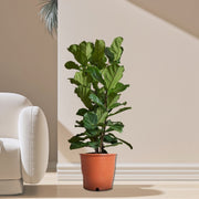 Ficus Lyrata or Fiddle Leaf Fig - Greensouq - 