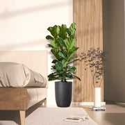 Ficus Lyrata or Fiddle Leaf Fig - Greensouq - 
