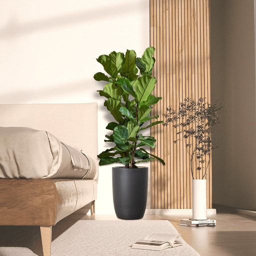 Ficus Lyrata or Fiddle Leaf Fig - Greensouq - 