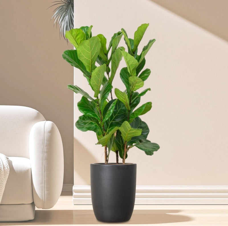 Ficus Lyrata or Fiddle Leaf Fig - Greensouq - 
